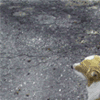 operationfluff