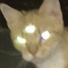 tazal