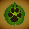 hazelwolf