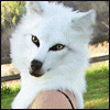 greerwolf