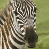 ZebraJCH